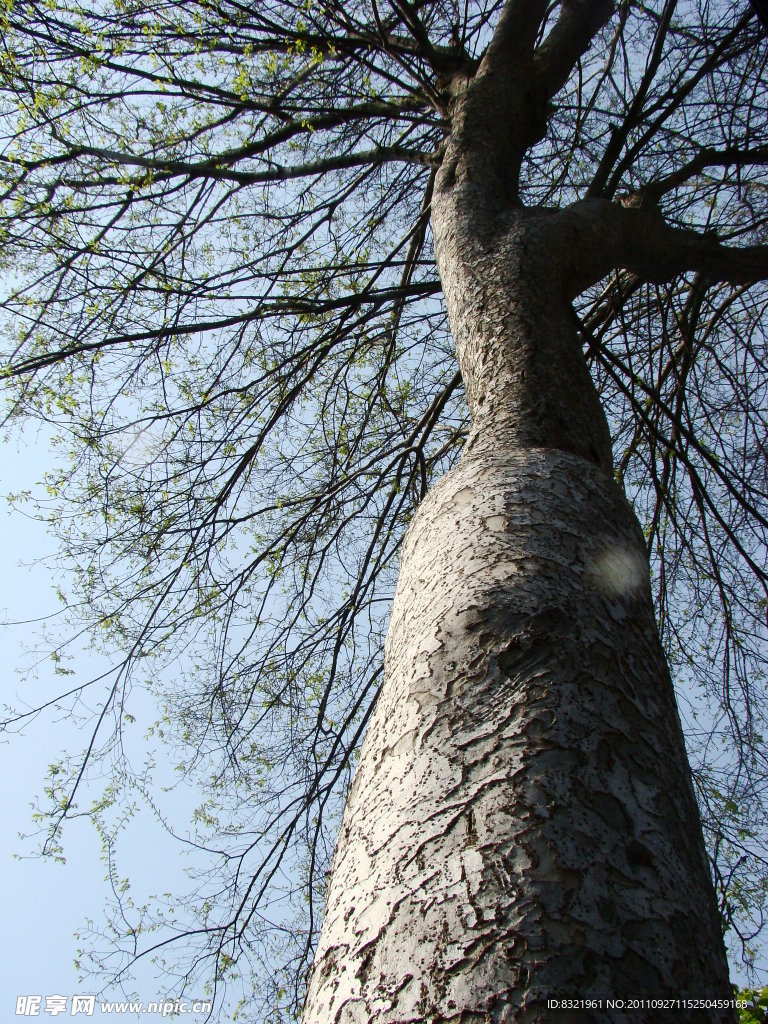 大树