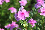 长春花