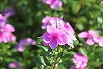 长春花