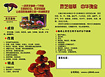 灵芝