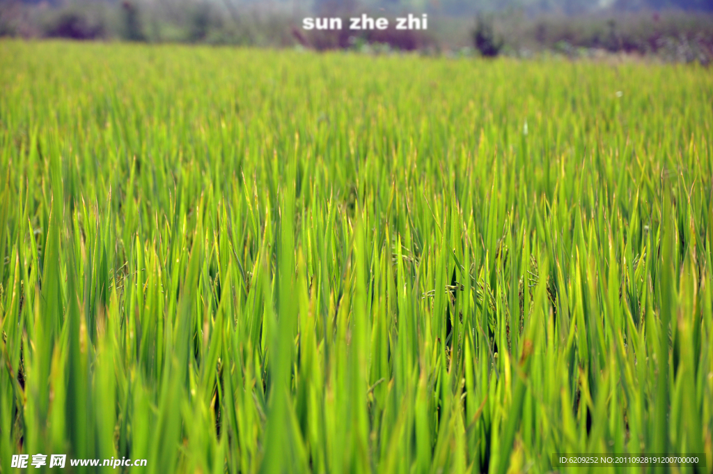 绿草地