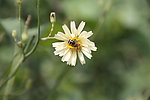 蜜蜂采花
