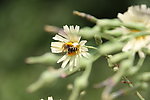 蜜蜂采花