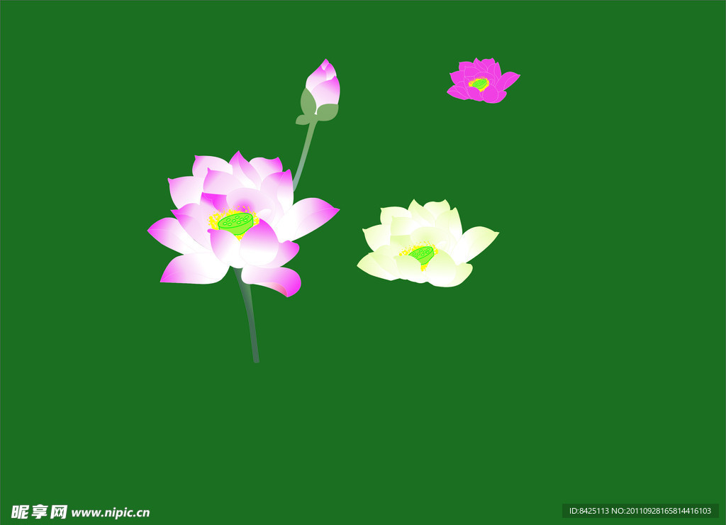 荷花