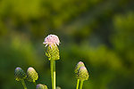小野花