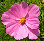 波斯菊