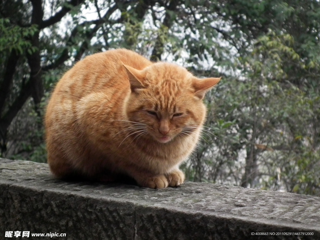 小猫