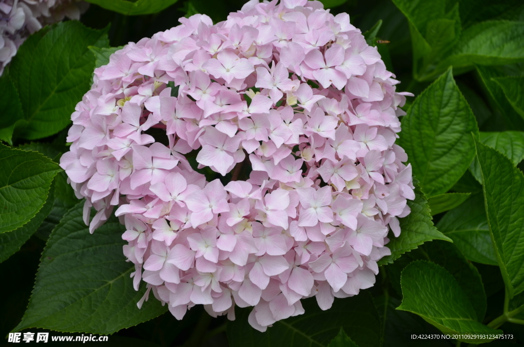 八仙花