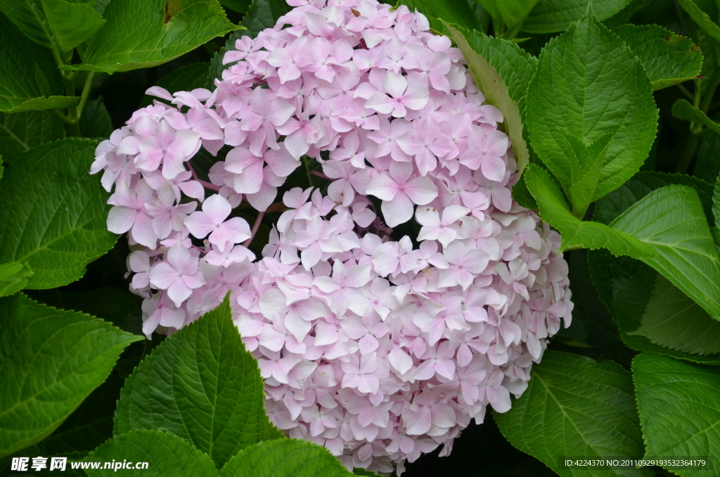 八仙花