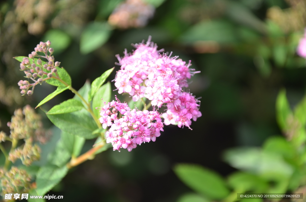 粉花绣线菊