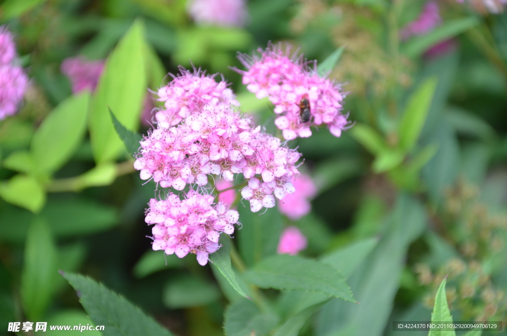 粉花绣线菊
