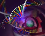 DNA分子