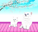 猫咪