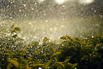 水花四溅
