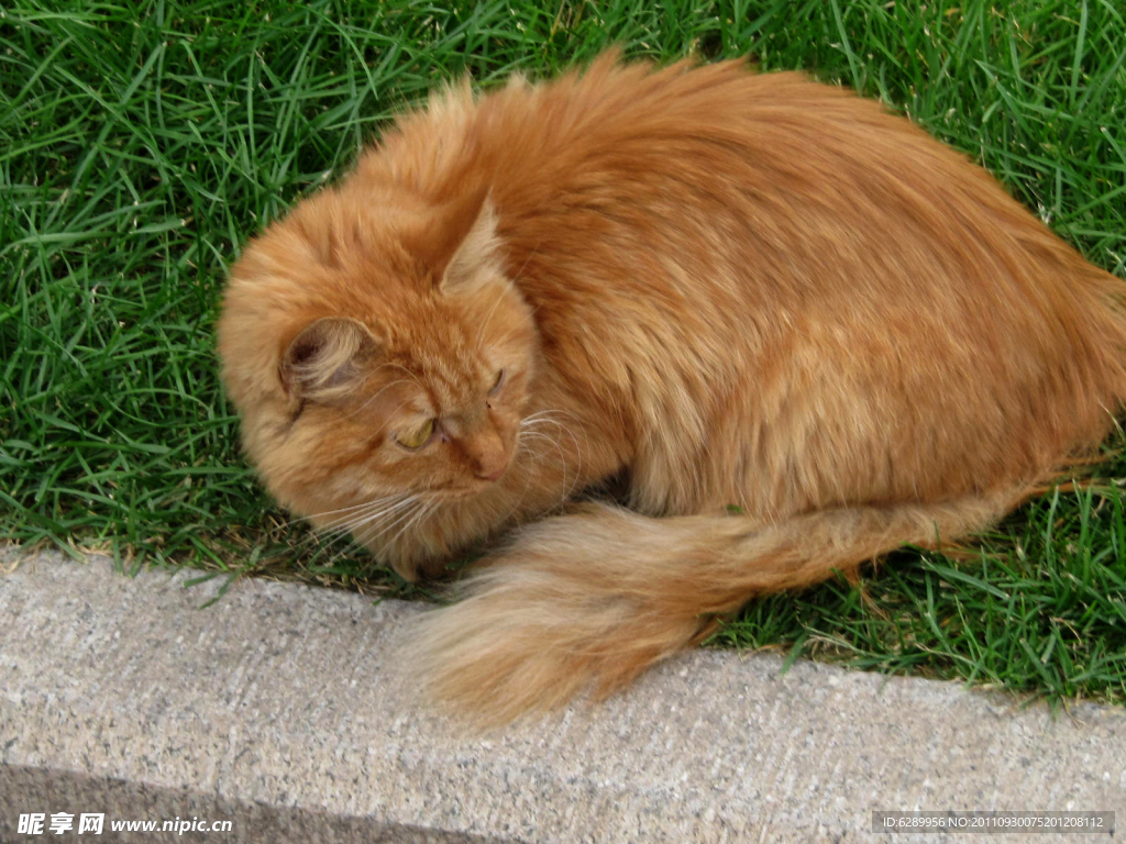 草丛中的猫咪