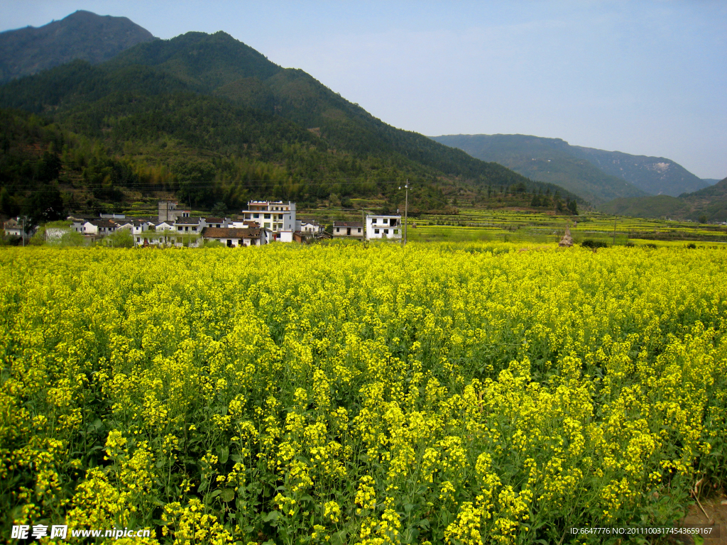 农村油菜花
