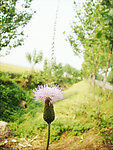 小野花