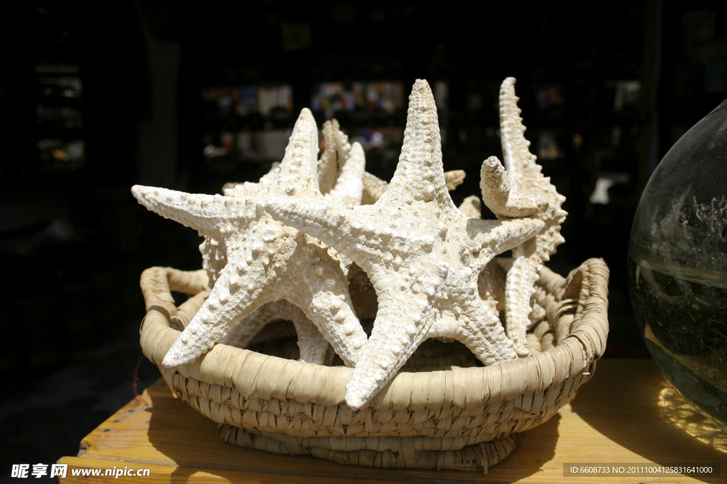 海星特写