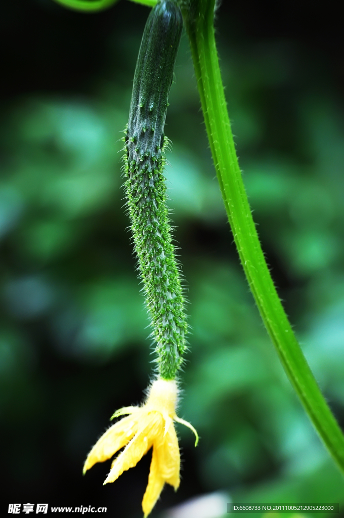 绿色小花