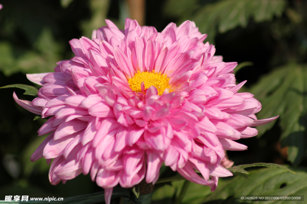 菊花