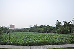 荷花池