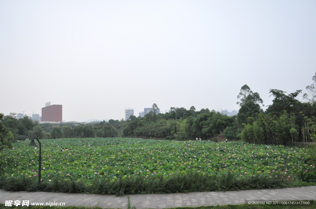 荷花池