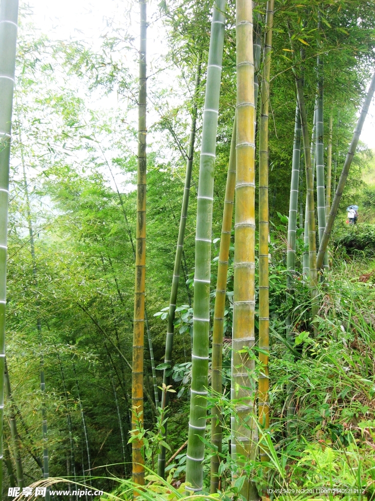 绿竹