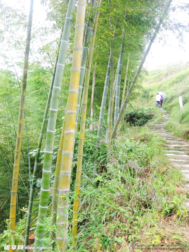 绿竹