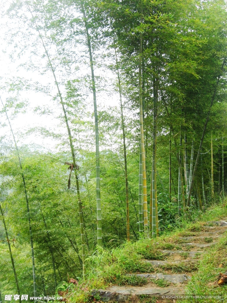 绿竹