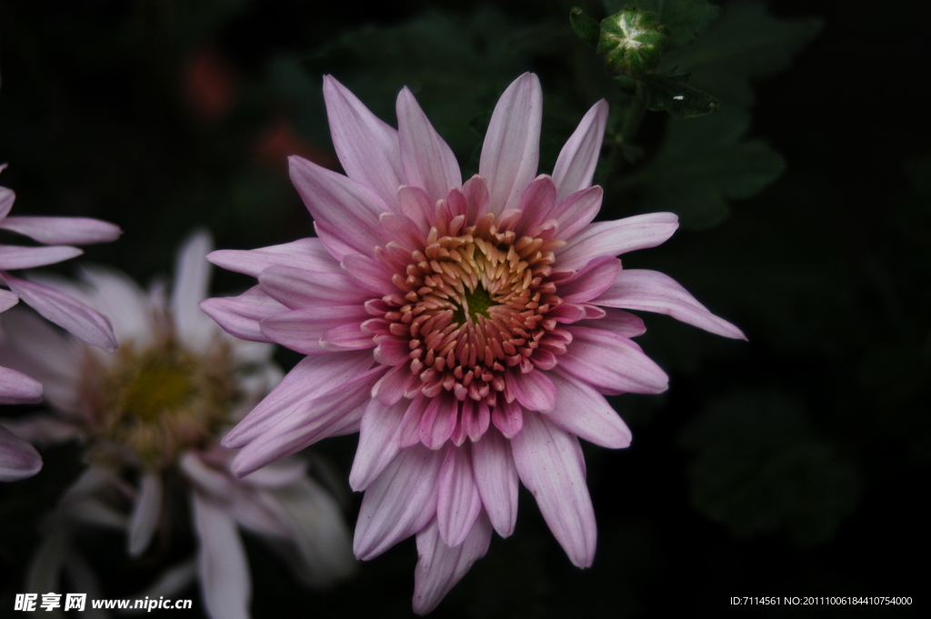 菊花