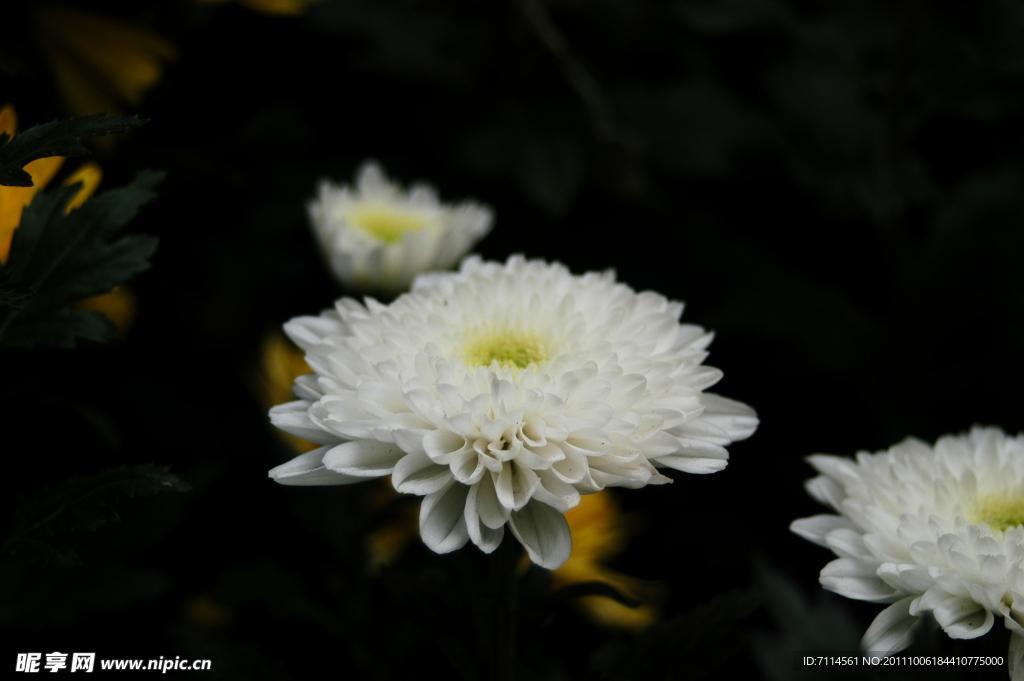 菊花