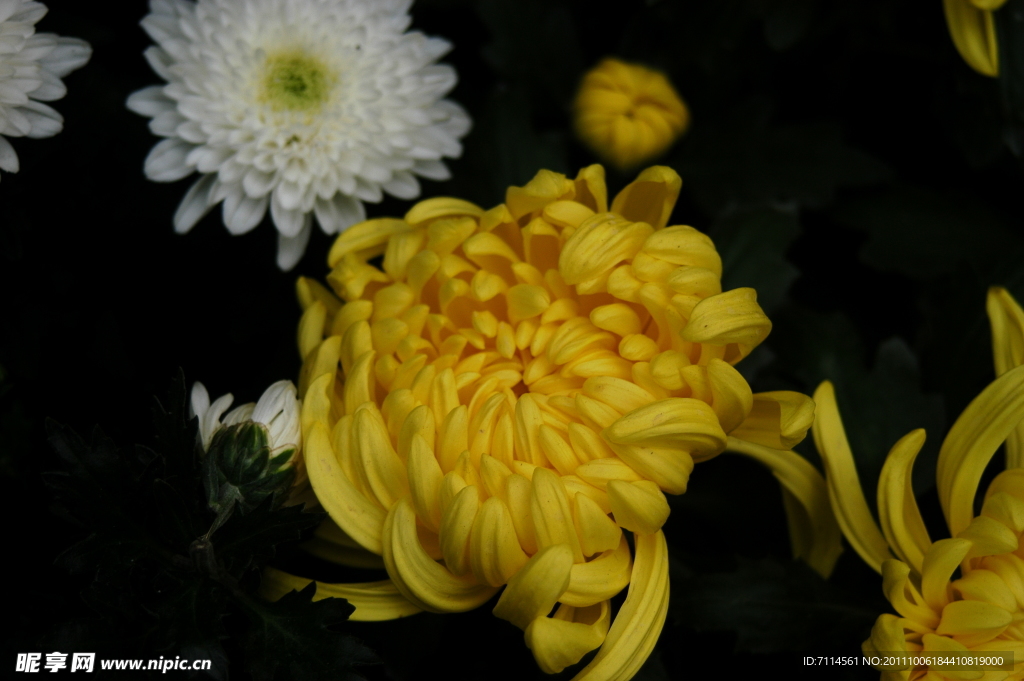 菊花