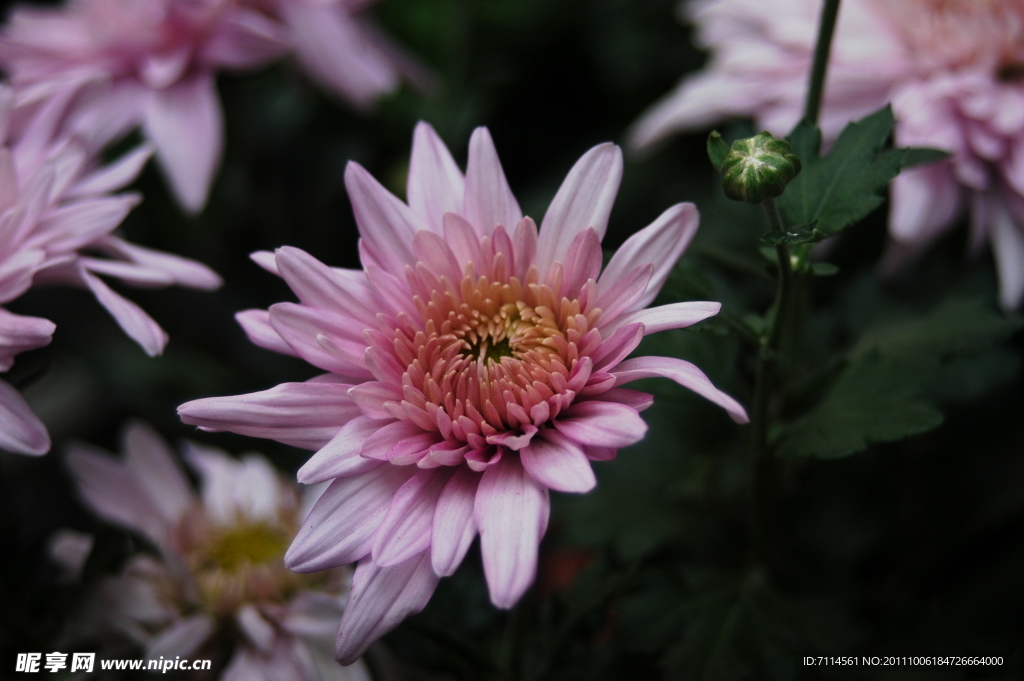 菊花