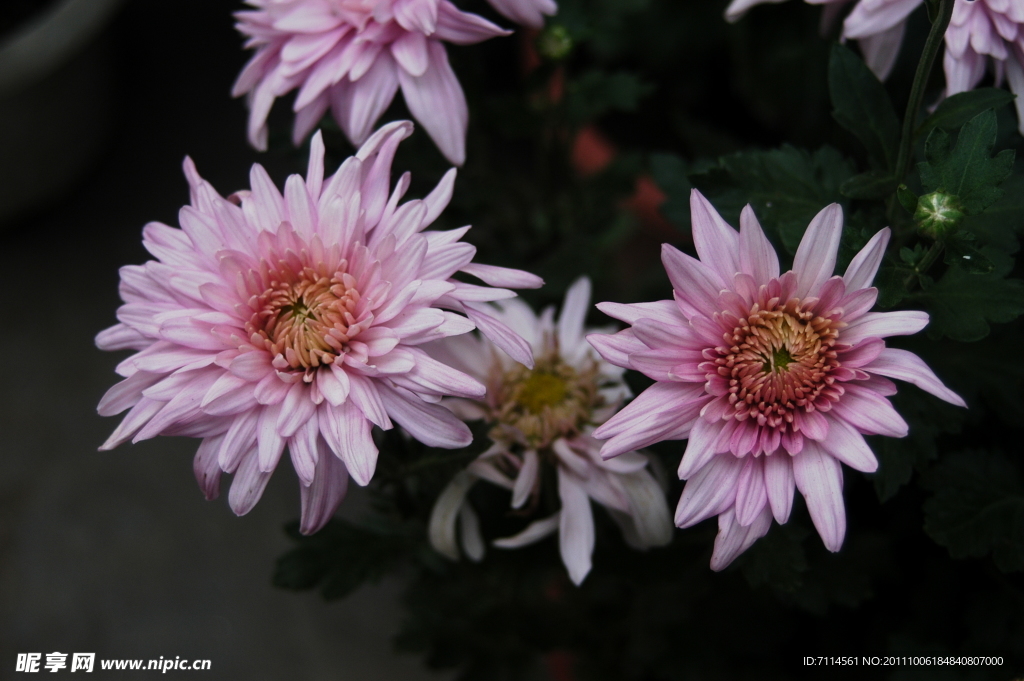 菊花