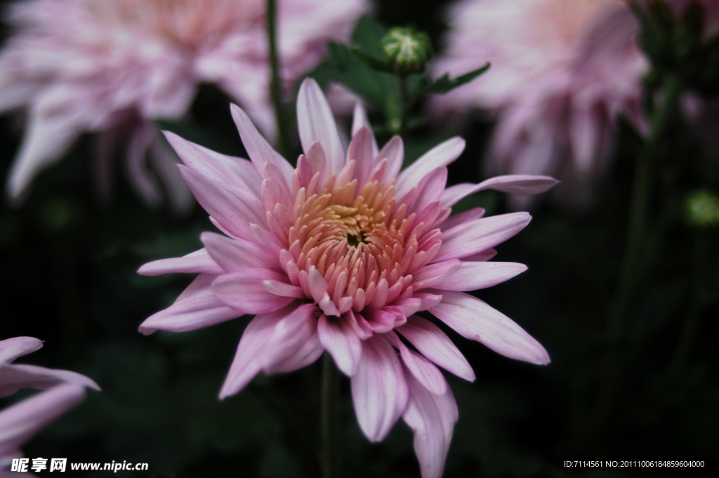 菊花