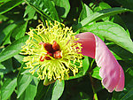 花蕊