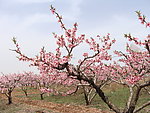 桃花源
