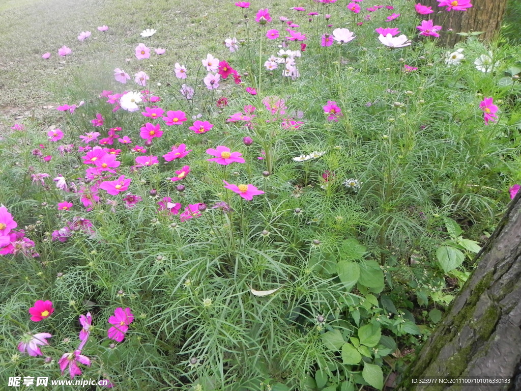 格桑花