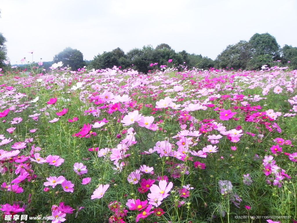 格桑花