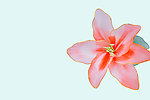 丝网百合花