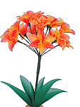 丝网花君子兰