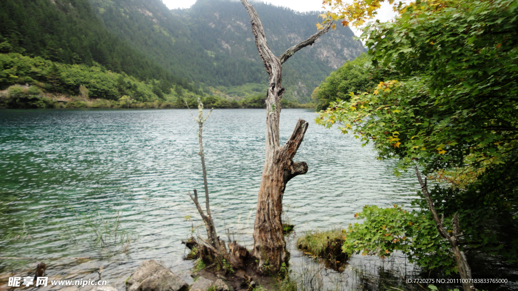 湖边枯树