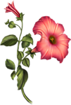 喇叭花
