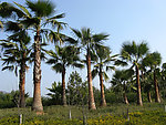 王棕