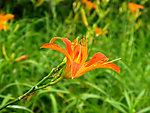 黄花