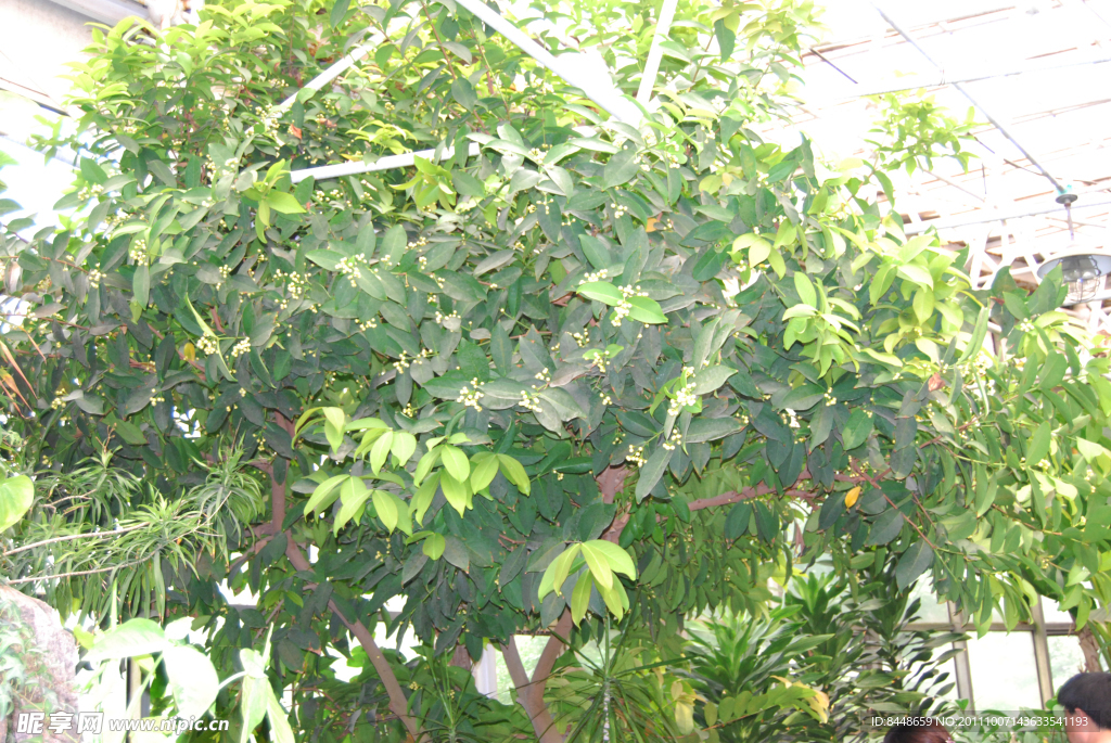 风景绿叶