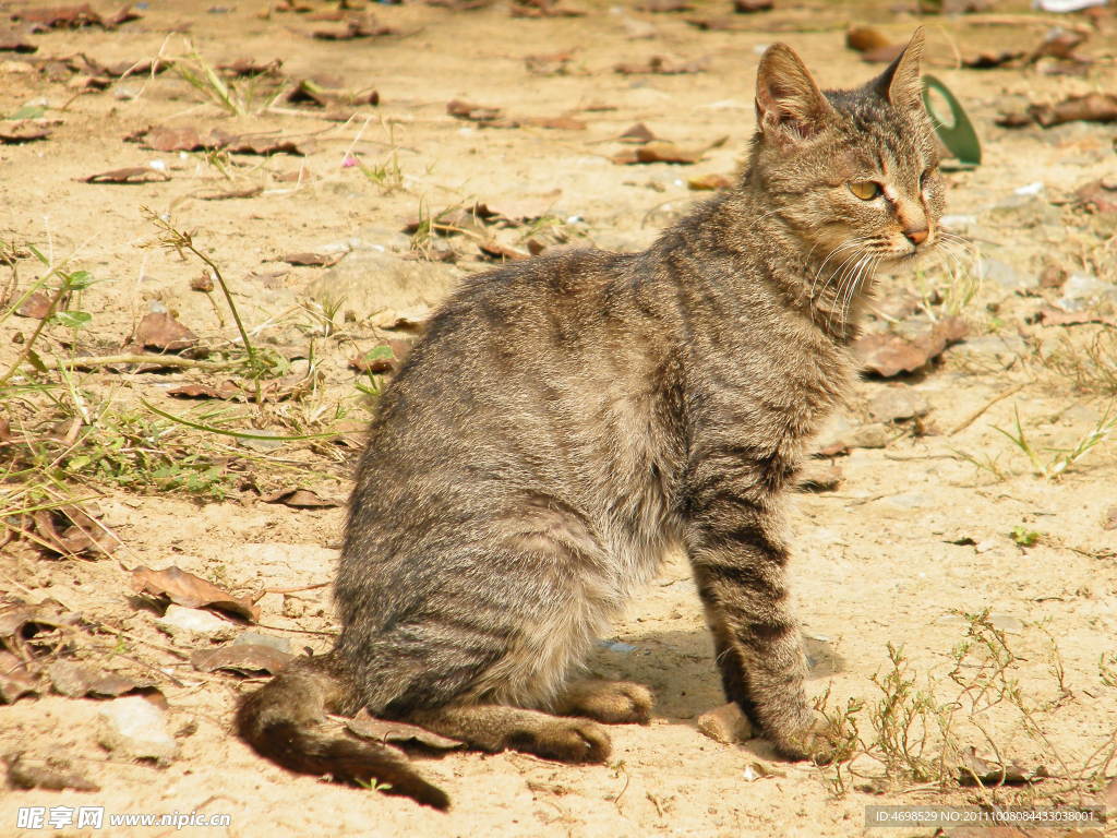 狸花猫