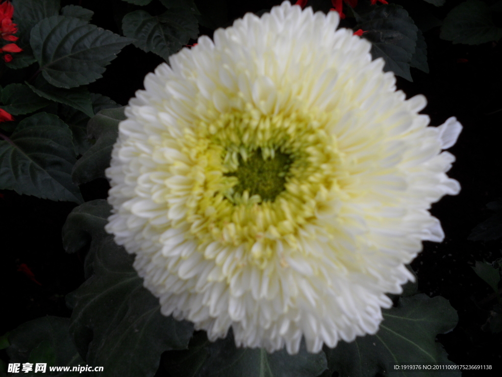 菊花类