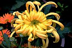 菊花