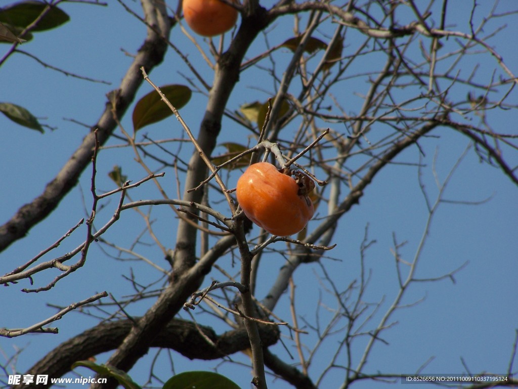 柿子二